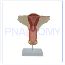 PNT-0583 modèle féminin interne d&#39;organe génital